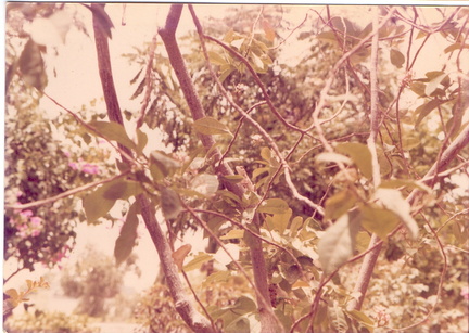 scan0006